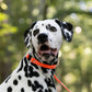 Hunter's Orange Center Ring Beta Biothane Dog Collar