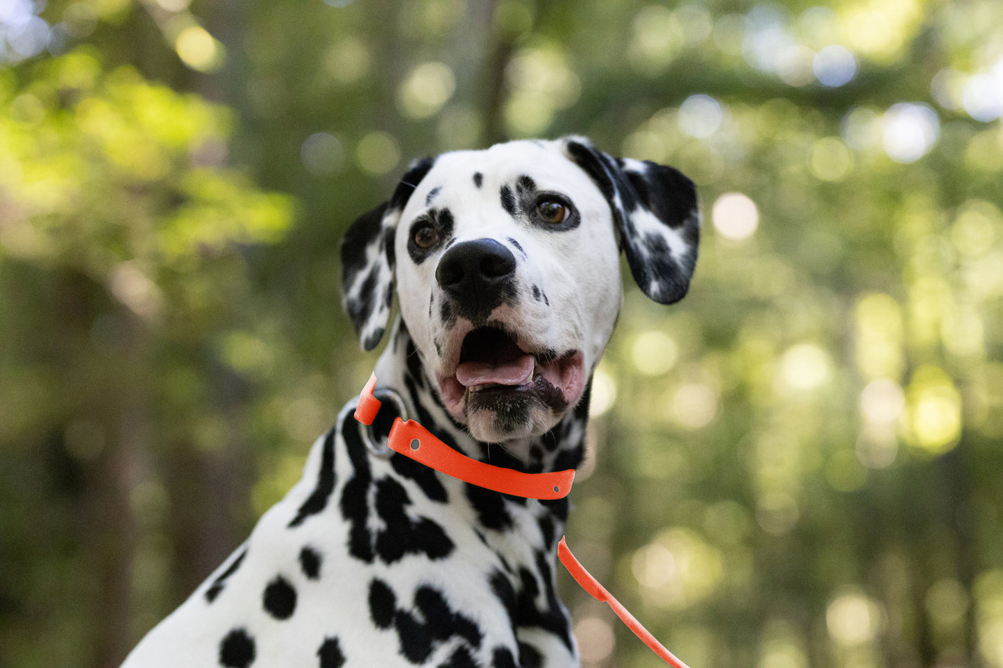 Hunter's Orange Center Ring Beta Biothane Dog Collar