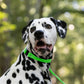 Lime Green Center Ring Beta Biothane Dog Collar