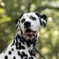 Navy Blue Center Ring Beta Biothane Dog Collar