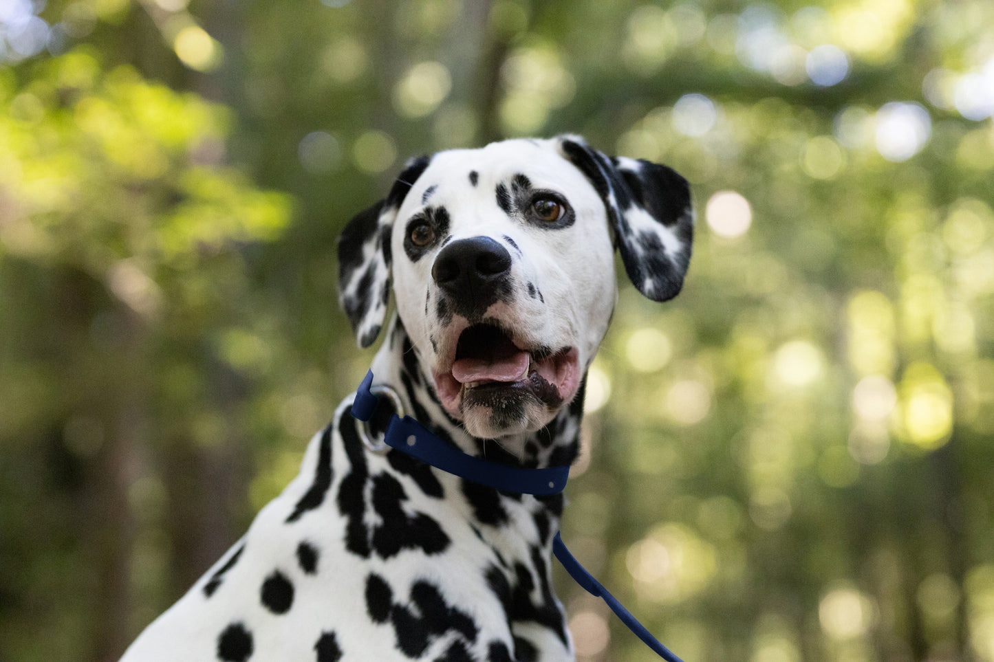 Navy Blue Center Ring Beta Biothane Dog Collar