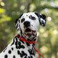 Red Center Ring Beta Biothane Dog Collar