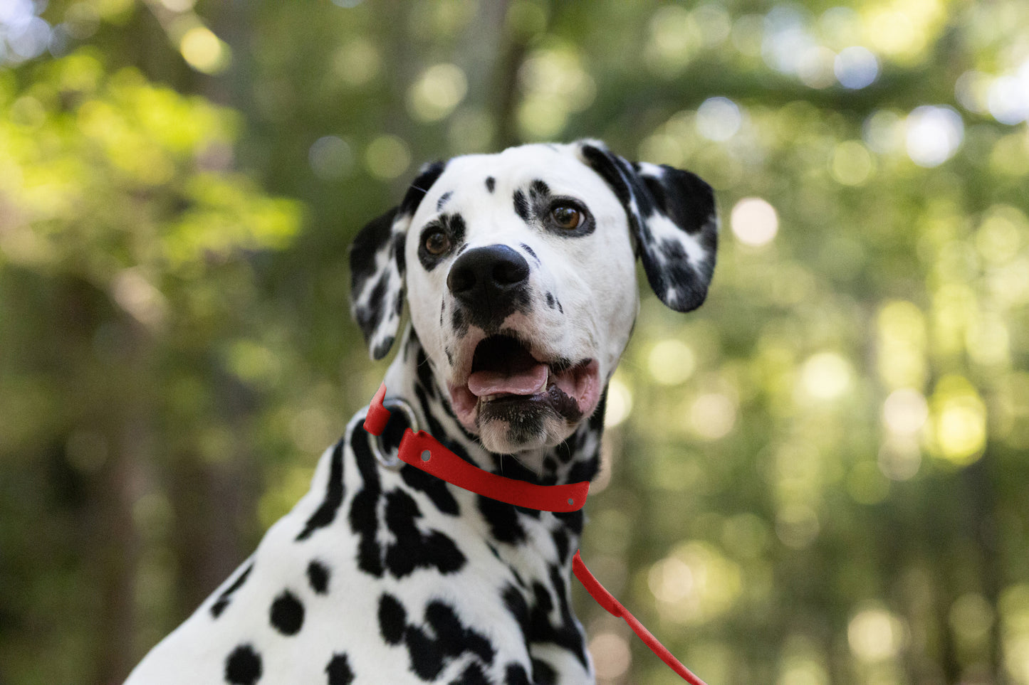 Red Center Ring Beta Biothane Dog Collar