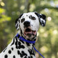 Royal Blue Center Ring Beta Biothane Dog Collar