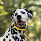 Sunflower Yellow Center Ring Beta Biothane Dog Collar