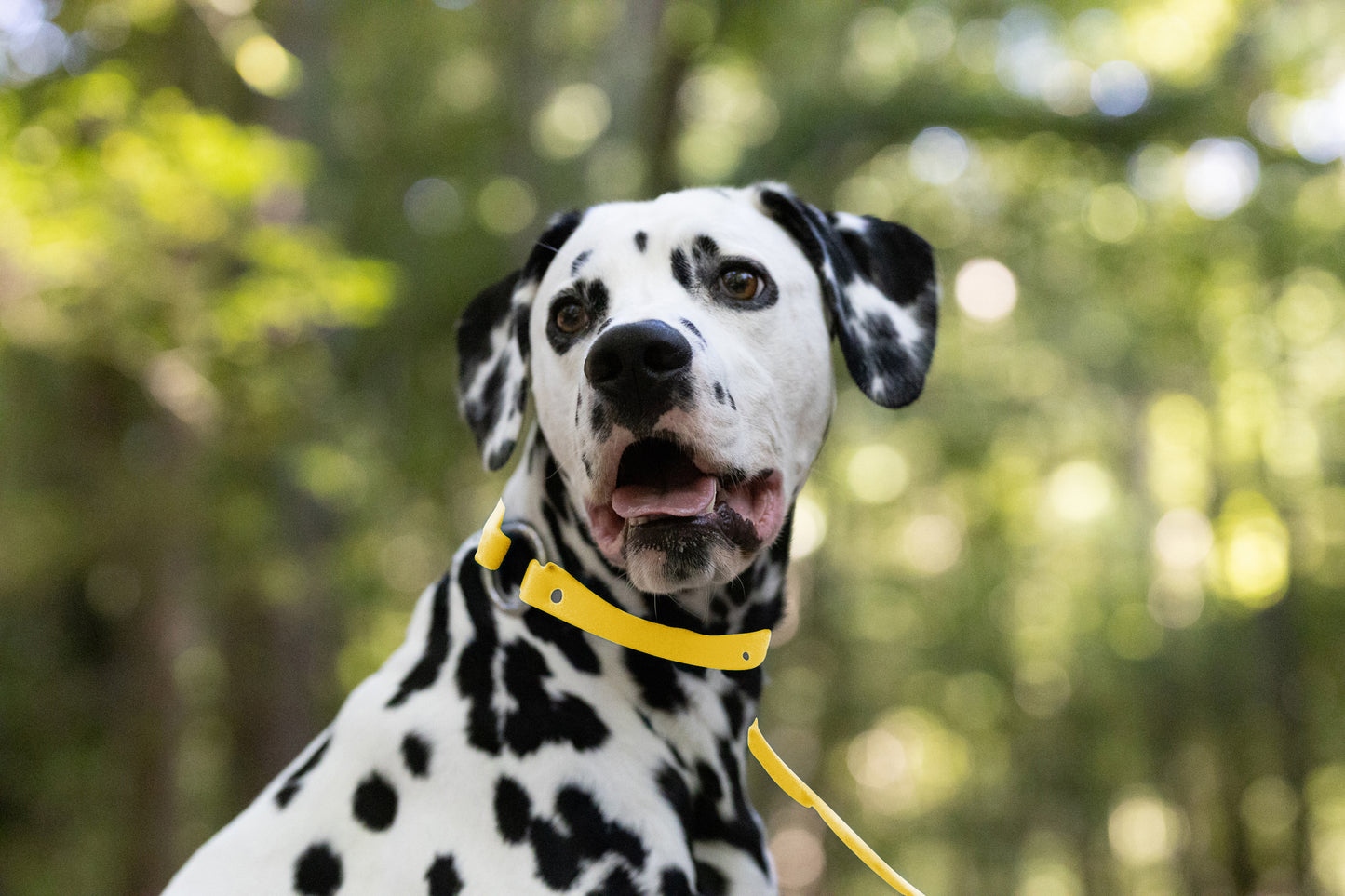 Sunflower Yellow Center Ring Beta Biothane Dog Collar