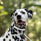 White Center Ring Beta Biothane Dog Collar