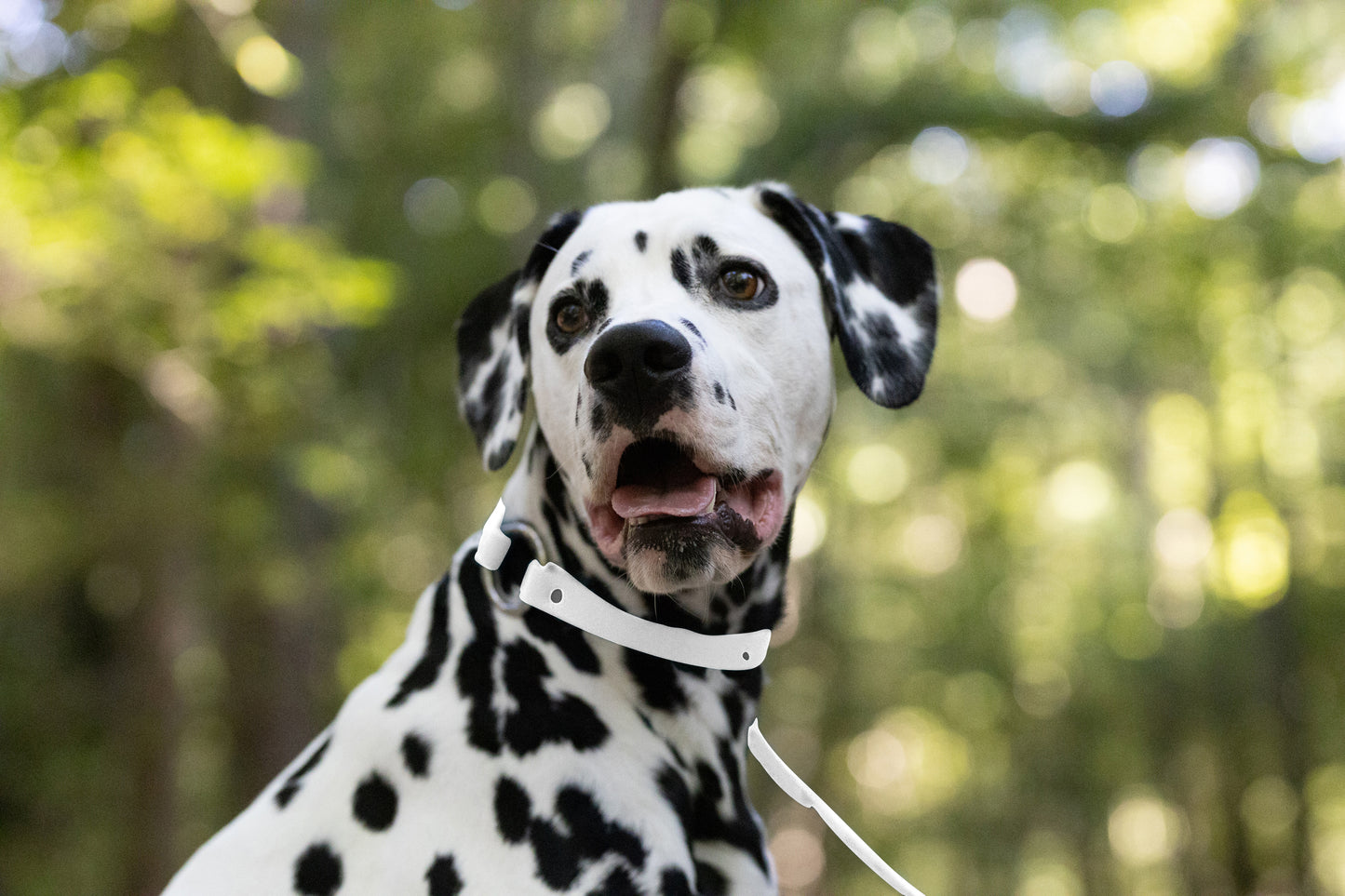 White Center Ring Beta Biothane Dog Collar