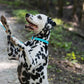 Baby Blue Beta Biothane Dog Collar