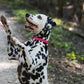 Bubblegum Pink Beta Biothane Dog Collar