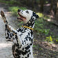 Gold Beta Biothane Dog Collar