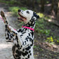 Hot Pink Beta Biothane Dog Collar