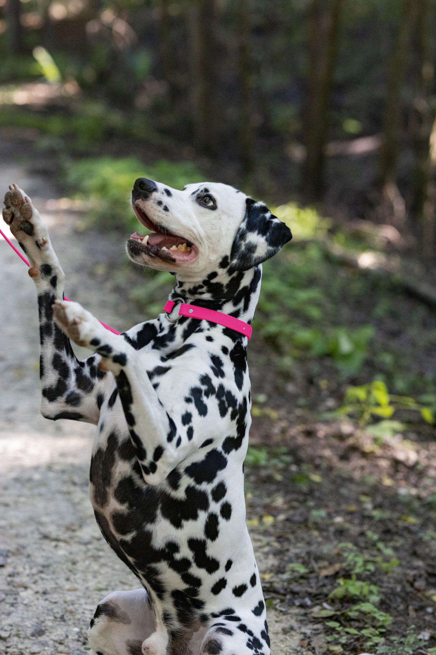 Hot Pink Beta Biothane Dog Collar