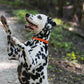 Hunter's Orange Beta Biothane Dog Collar