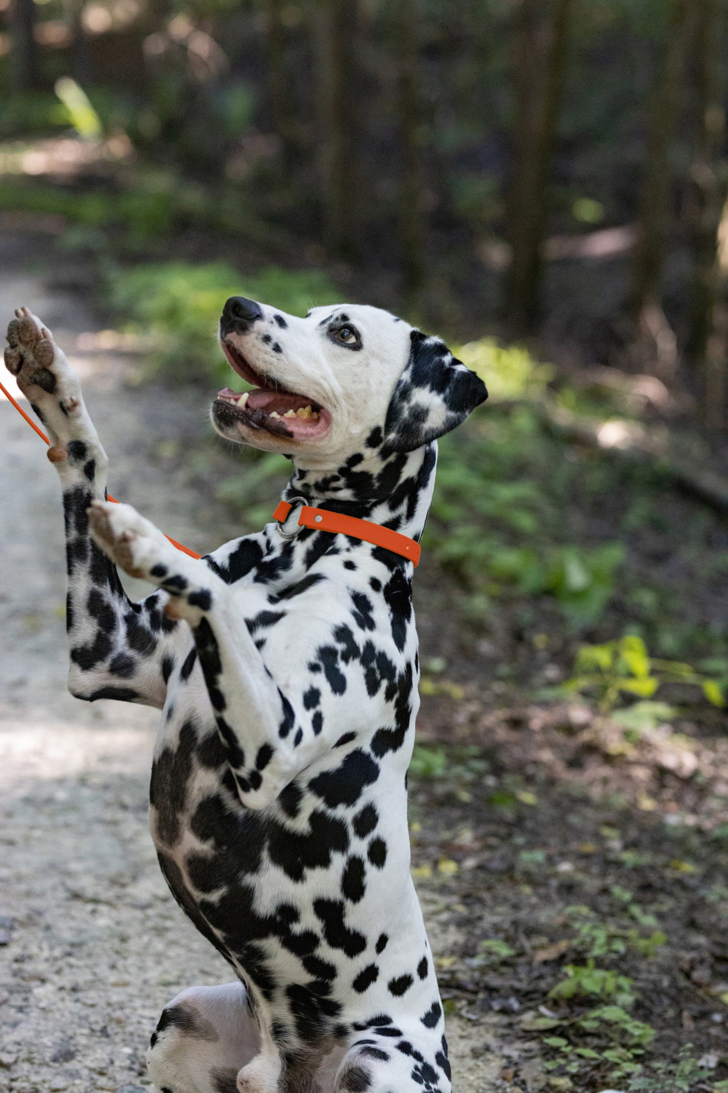 Hunter's Orange Beta Biothane Dog Collar