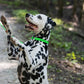 Lime Green Beta Biothane Dog Collar