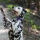 Purple Beta Biothane Dog Collar