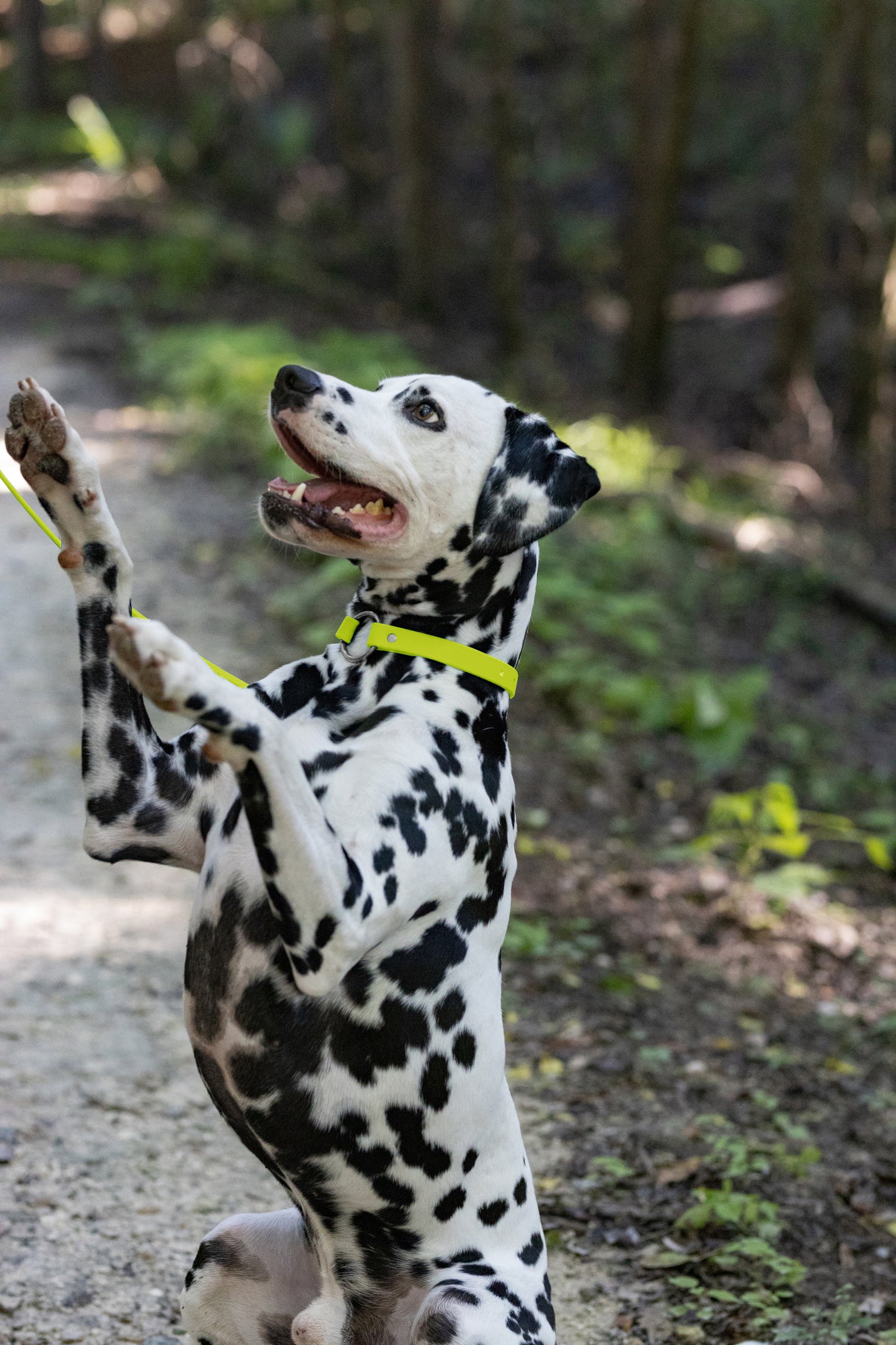 Safety Yellow Beta Biothane Dog Collar