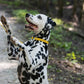 Sunflower Yellow Beta Biothane Dog Collar