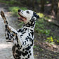 White Beta Biothane Dog Collar