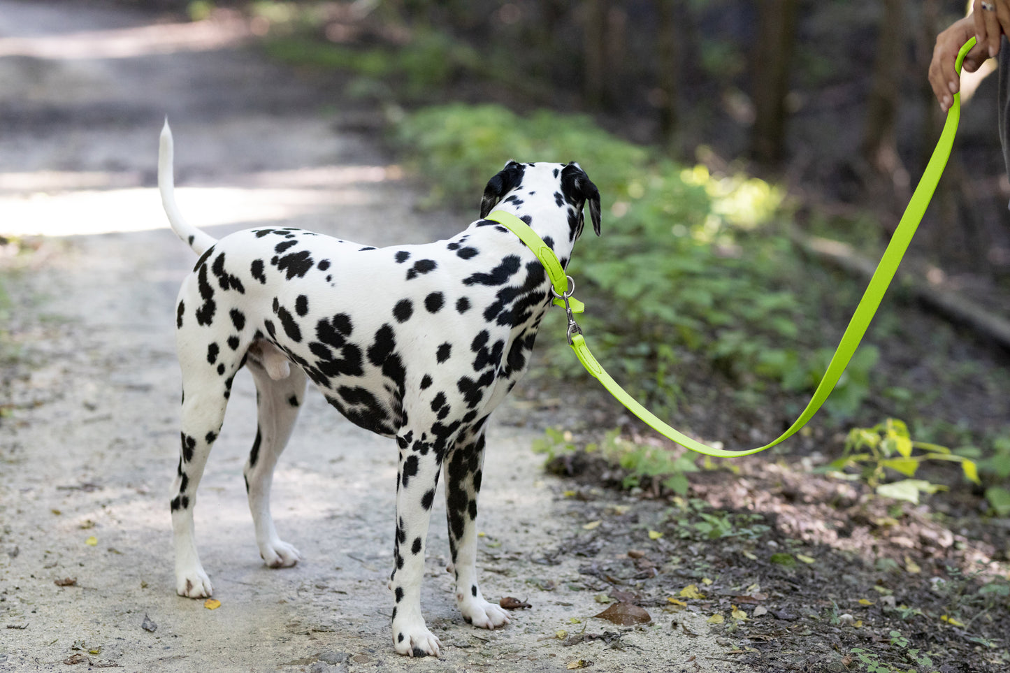 Apple Green Center Ring Beta Biothane Dog Collar