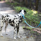 Baby Blue Center Ring Beta Biothane Dog Collar