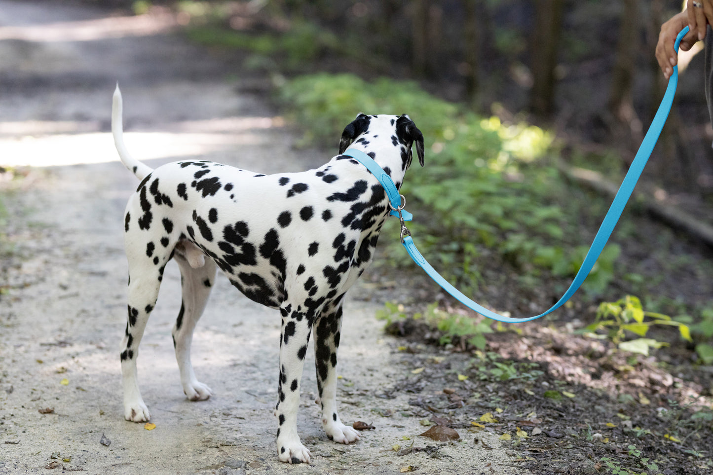 Baby Blue Center Ring Beta Biothane Dog Collar