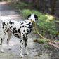 Gold Center Ring Beta Biothane Dog Collar