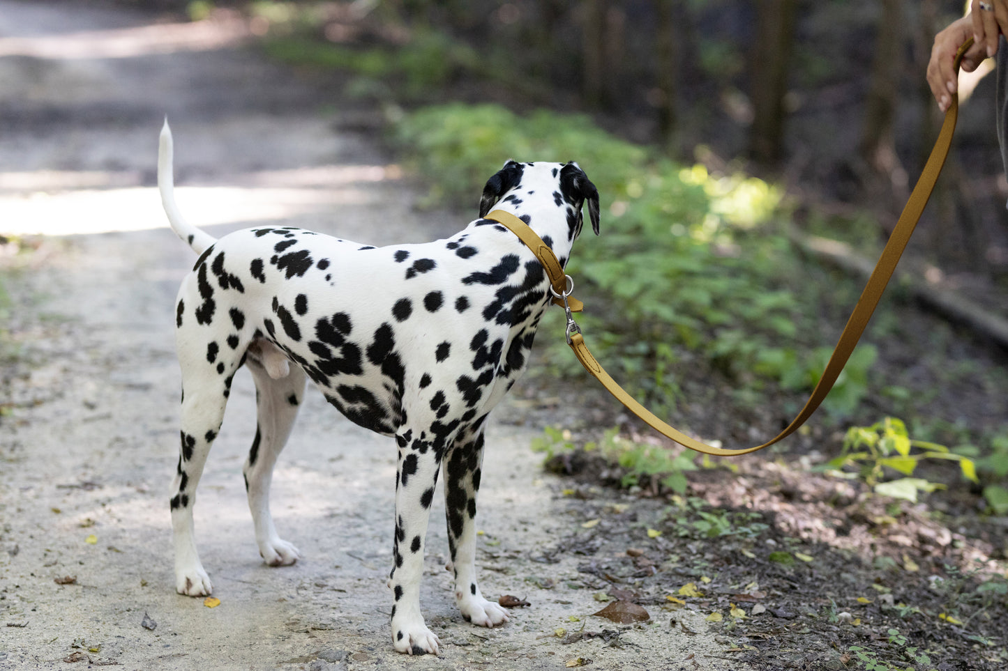 Gold Center Ring Beta Biothane Dog Collar