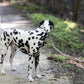 Gray Center Ring Beta Biothane Dog Collar