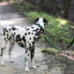 Hunter Green Center Ring Beta Biothane Dog Collar