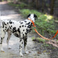 Hunter's Orange Center Ring Beta Biothane Dog Collar