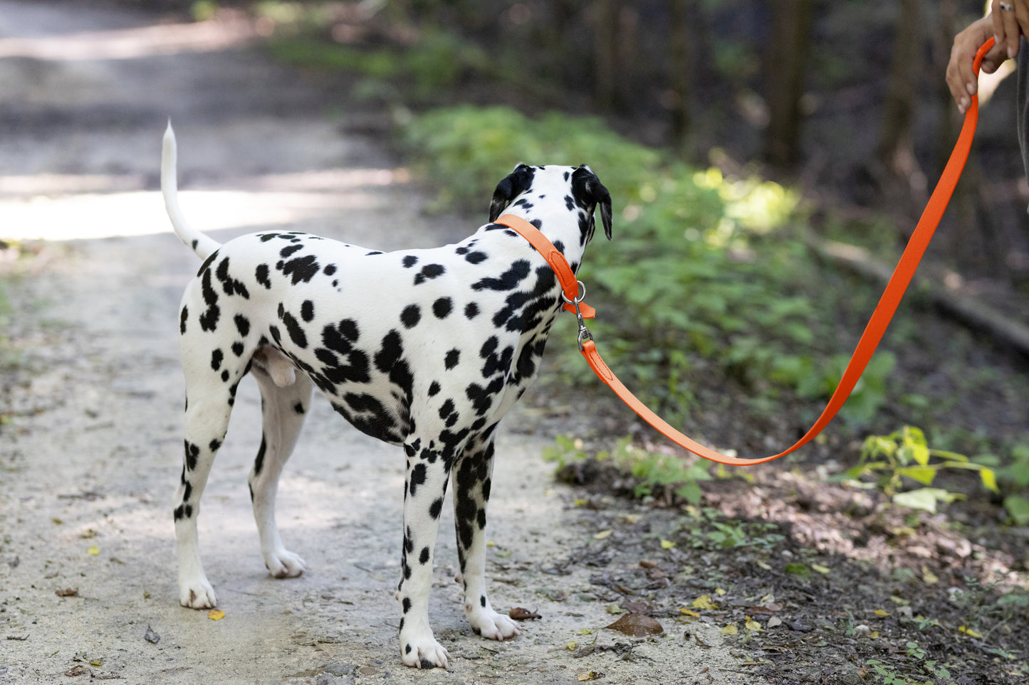 Hunter's Orange Center Ring Beta Biothane Dog Collar