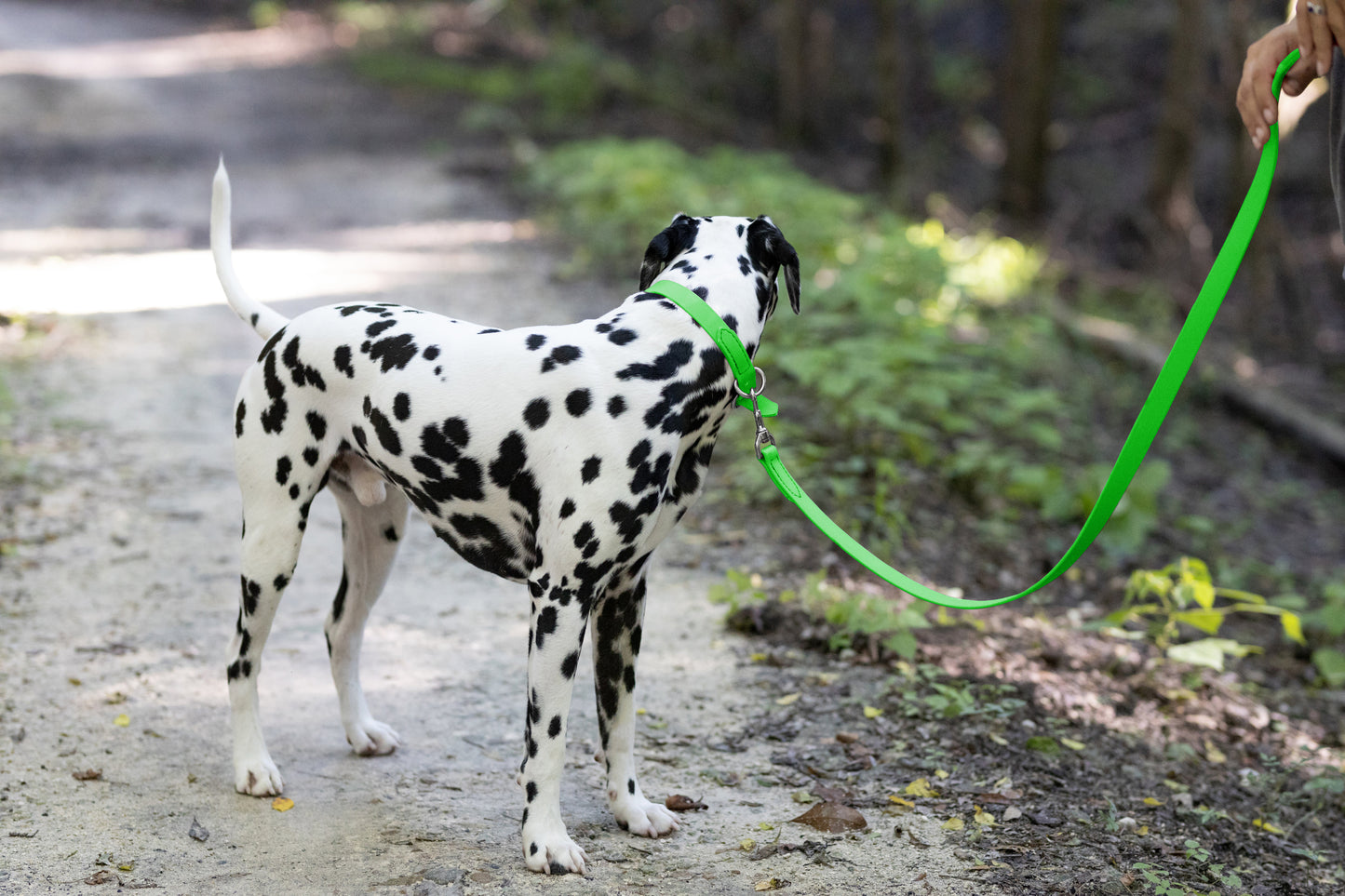 Lime Green Center Ring Beta Biothane Dog Collar