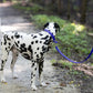 Royal Blue Center Ring Beta Biothane Dog Collar