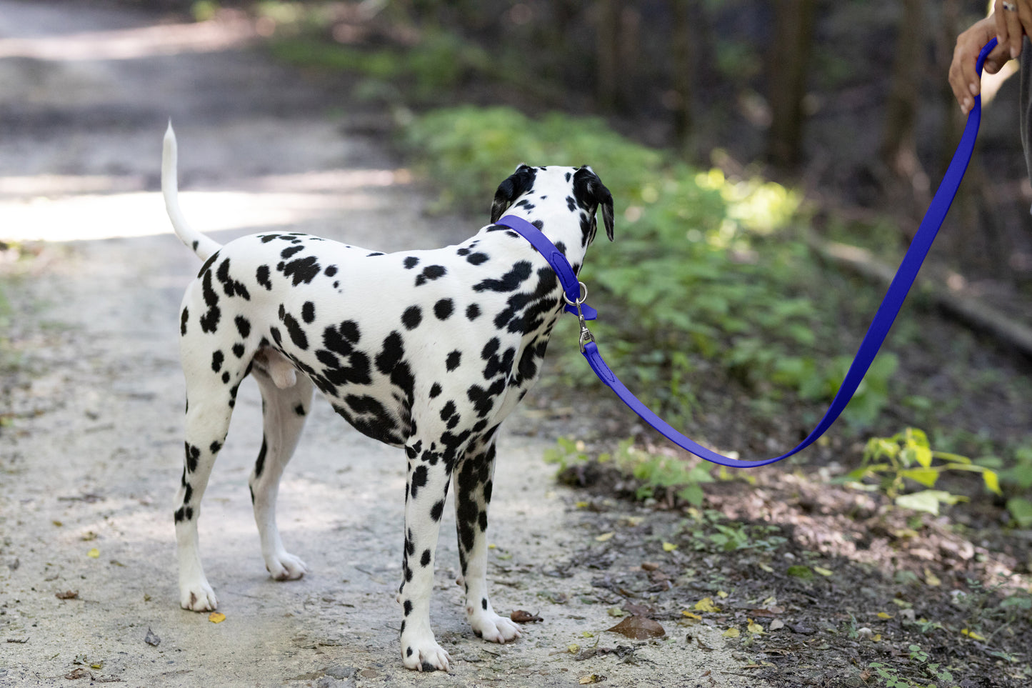 Royal Blue Center Ring Beta Biothane Dog Collar