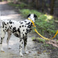 Sunflower Yellow Center Ring Beta Biothane Dog Collar