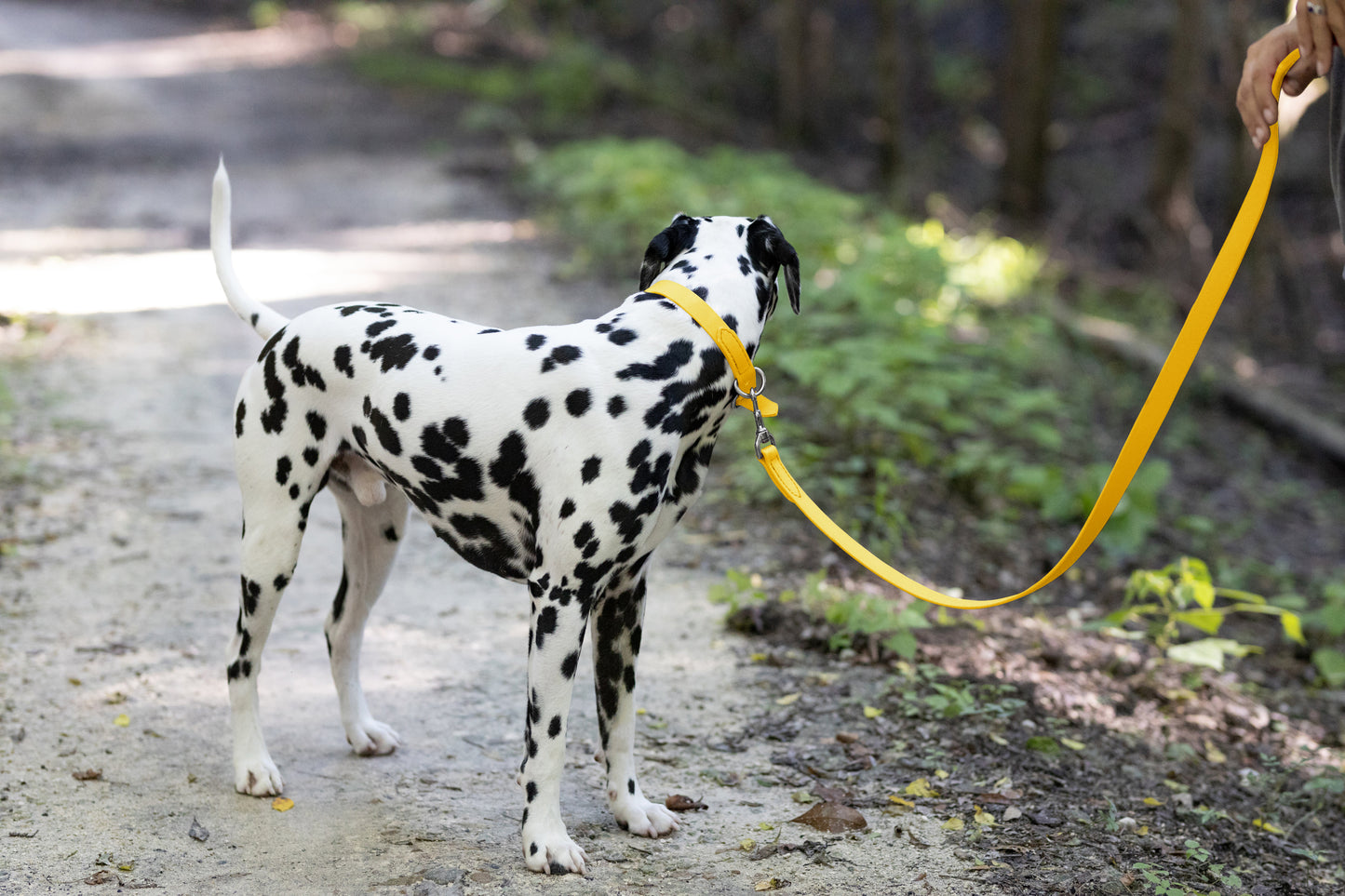 Sunflower Yellow Center Ring Beta Biothane Dog Collar