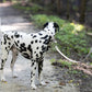 White Center Ring Beta Biothane Dog Collar
