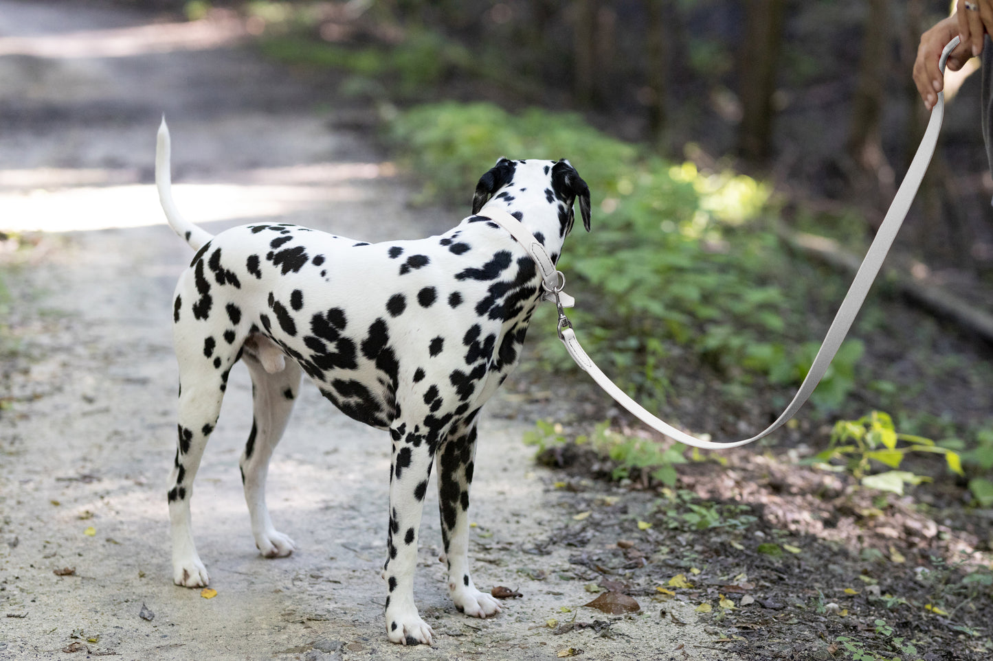 White Center Ring Beta Biothane Dog Collar