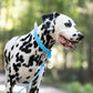 Baby Blue Beta Biothane Dog Collar