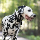 Black Beta Biothane Dog Collar
