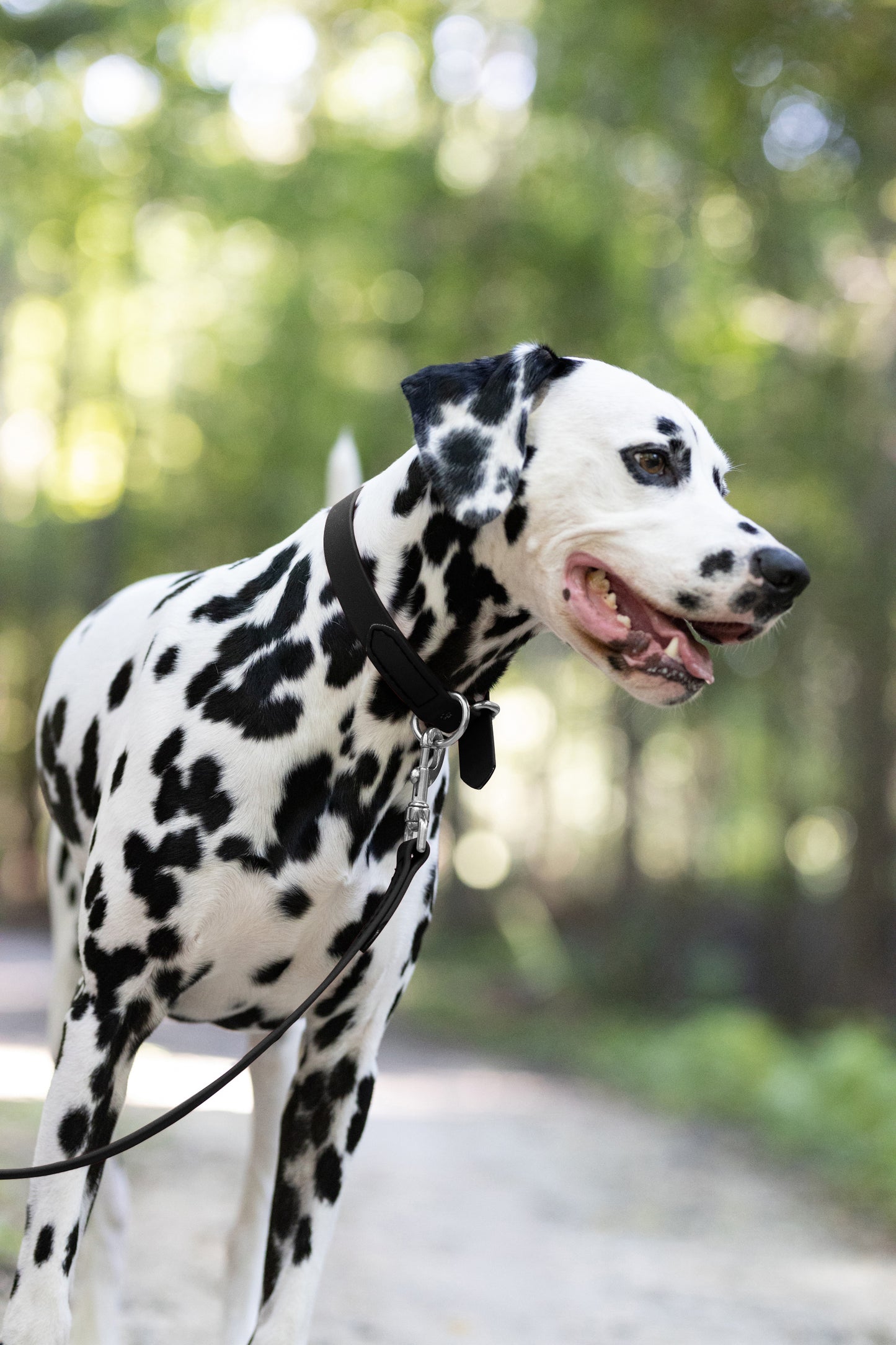 Black Beta Biothane Dog Collar