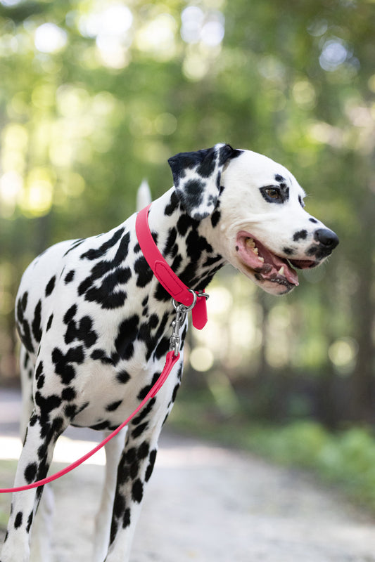 Bubblegum Pink Beta Biothane Dog Collar