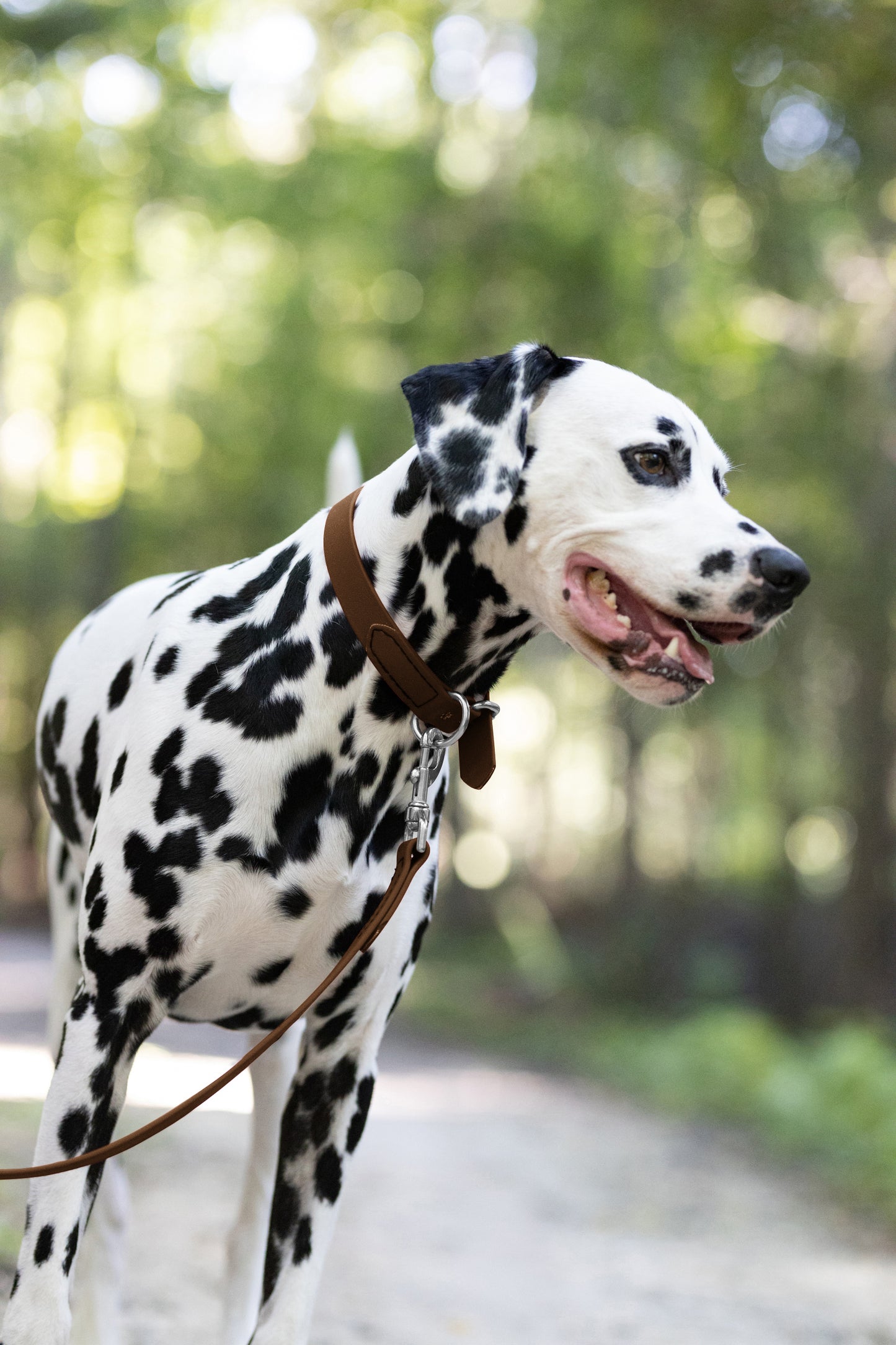 Dark Brown Beta Biothane Dog Collar