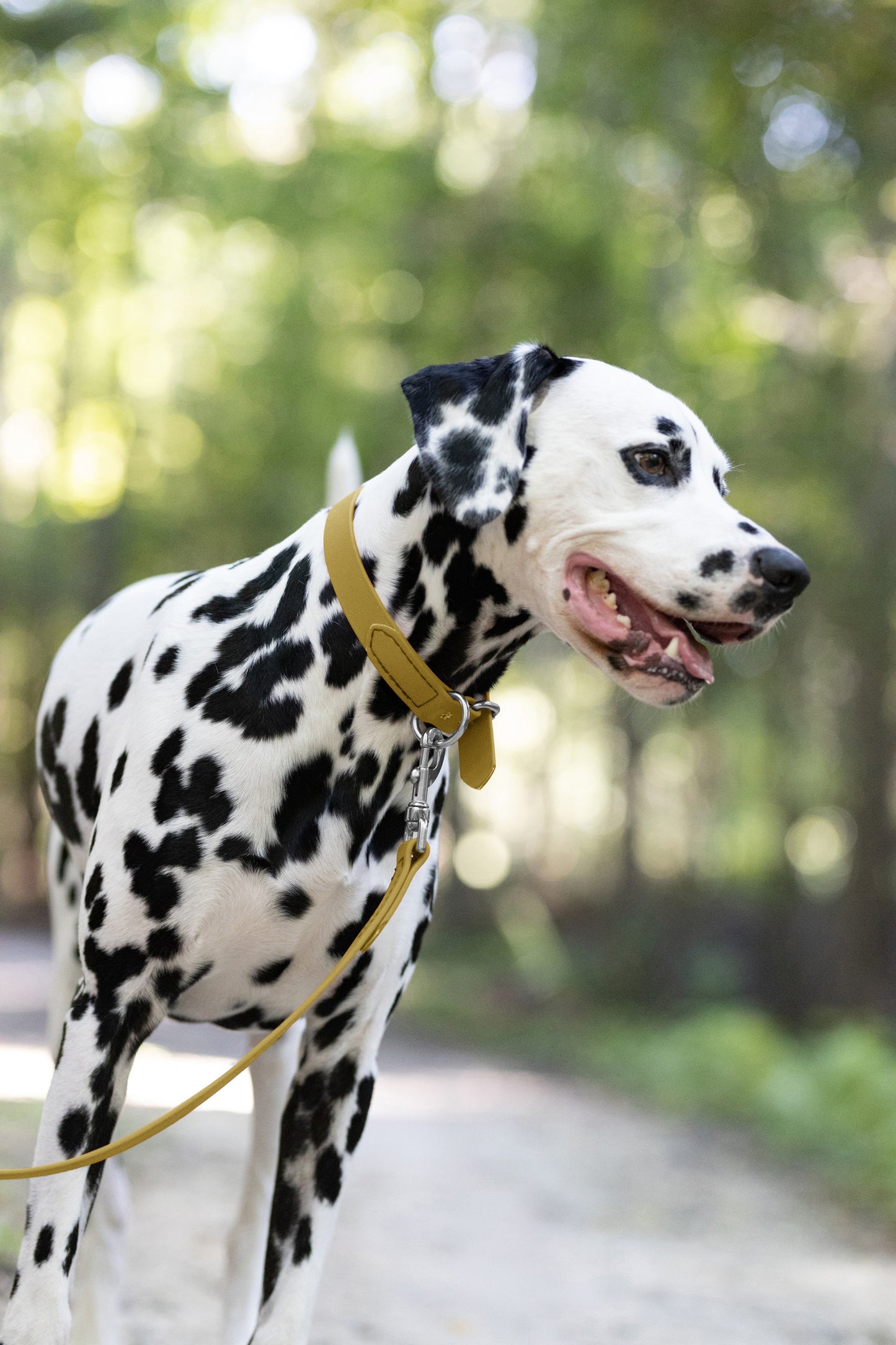 Gold Beta Biothane Dog Collar