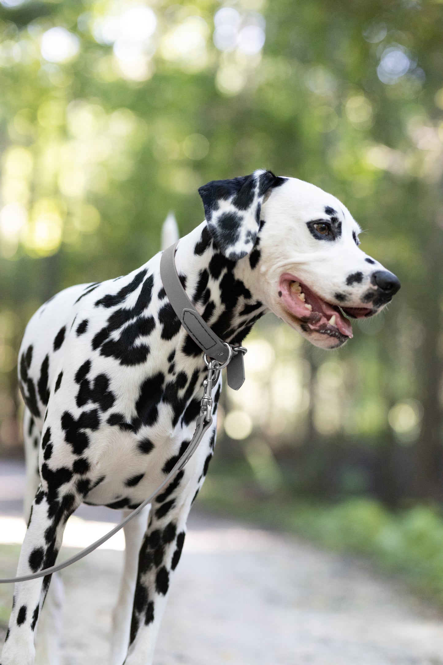 Gray Beta Biothane Dog Collar