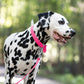 Hot Pink Beta Biothane Dog Collar