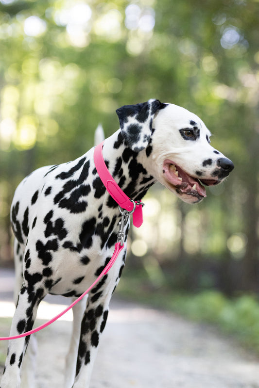 Hot Pink Beta Biothane Dog Collar