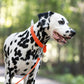 Hunter's Orange Beta Biothane Dog Collar